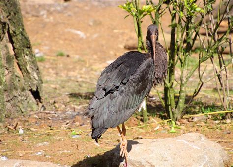 Cigogne Noire 2 Christel Dupriet Flickr