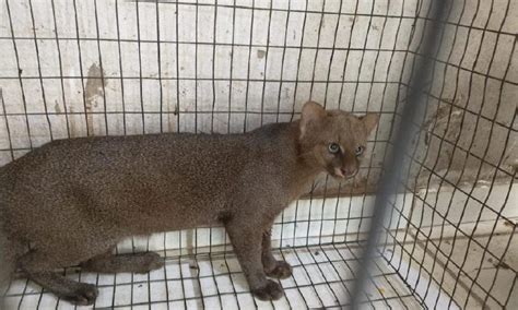 Amea Ado De Extin O Gato Mourisco Capturado Em Creche E Devolvido