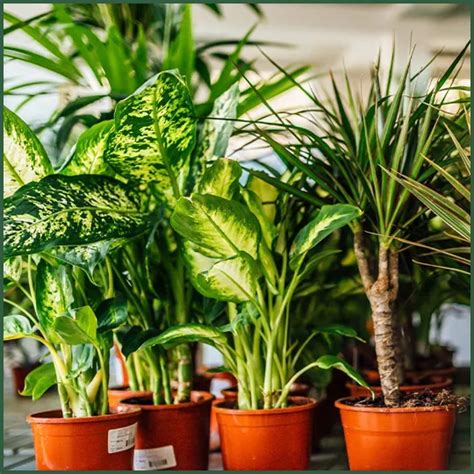 Indoor And Outdoor Plants In Karachi Flowers Herbs Etc Gulab Pk