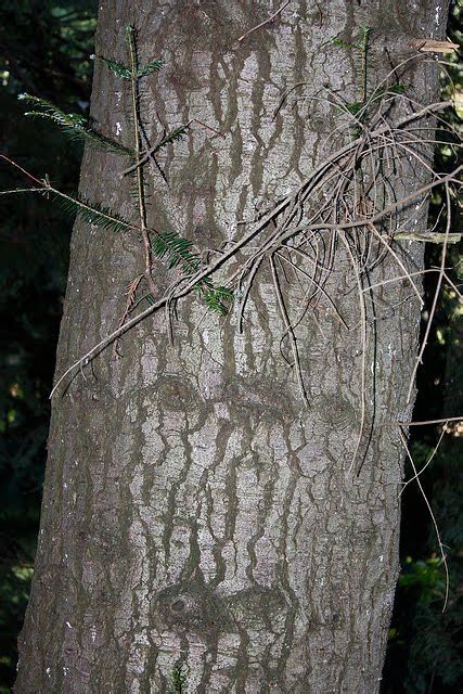 Tree Identification Abies Grandis Grand Fir