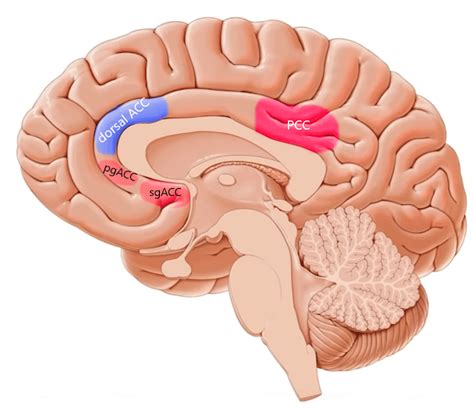 Anterior Cingulate Cortex