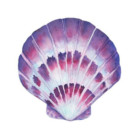 Seashell Watercolor Illustration Watercolor Hand Drawn Sea Shell