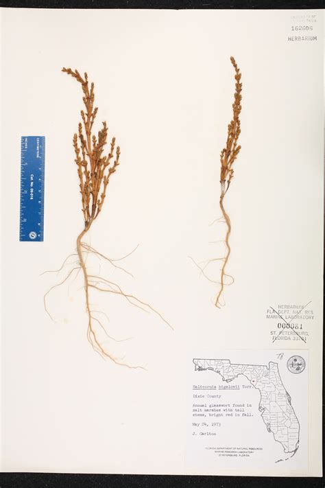 Salicornia bigelovii - Species Page - ISB: Atlas of Florida Plants