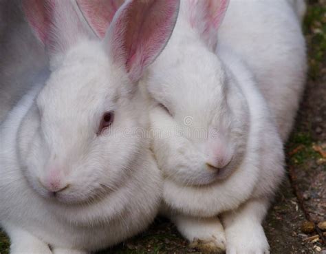 A Close Up Of Two White Rabbits Stock Photo Image Of Rabbit Cute