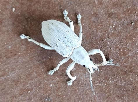 White insect : r/weeviltime