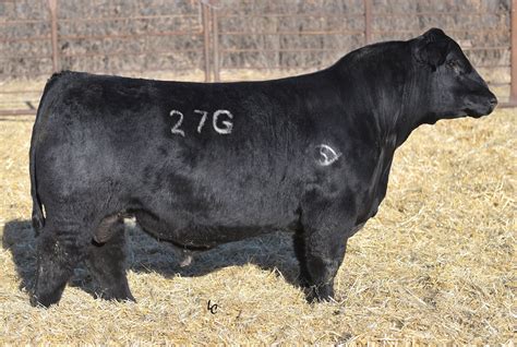 Schooley Standout 27G - Select Sires Beef