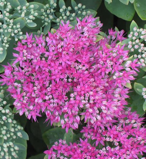 Sedum Spectabile Neon Stonecrop Has Bright Neon Pink Flowers Atop The