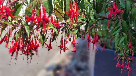 Fuchsia Royal De Reitz Fuchsia Regia Reitzii Groupe Travers