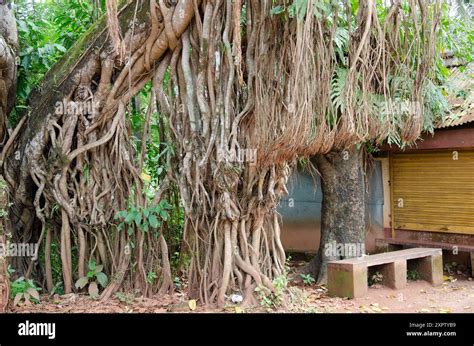 trunk  aerial roots    banyan tree stock photo alamy
