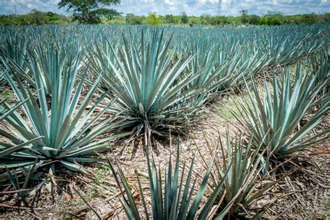 Blue Agave plantation stock photo. Image of nature, forest - 108409272