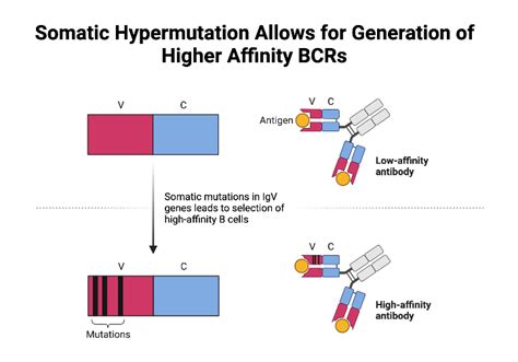 Somatic Hypermutation Allows For Generation Of Higher Affinity Bcrs