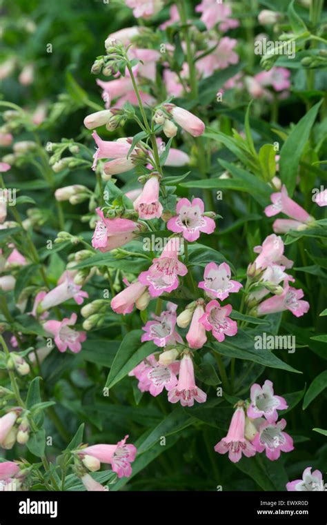 Penstemon Pensham Capricorn Moon Flower Stock Photo Alamy