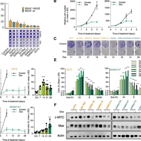 Omomyc Induces A Dramatic Growth Arrest In Melanoma Human Cell Lines In