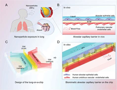 Figure 1 From A 3d Human Lung On A Chip Model For Nanotoxicity Testing