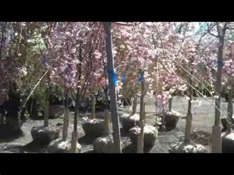 Cherry Trees From Chris Orser Landscaping Youtube