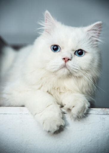 Persian Blue And Odd Eyed Bicolour Cats Cat Breeds