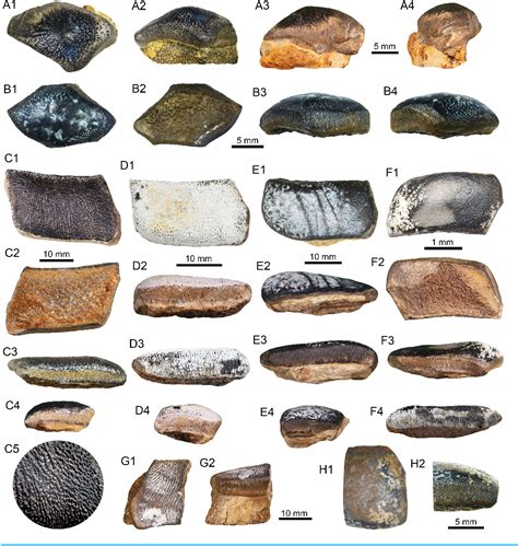 Figure 2 From A New Hybodontiform Shark Strophodus Agassiz 1838 From