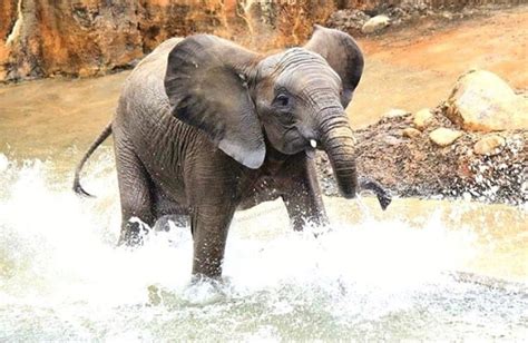 African Elephants - ZooTampa at Lowry Park