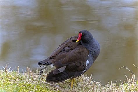 Cakar Kolam Moorhen Burung Air Foto Gratis Di Pixabay Pixabay