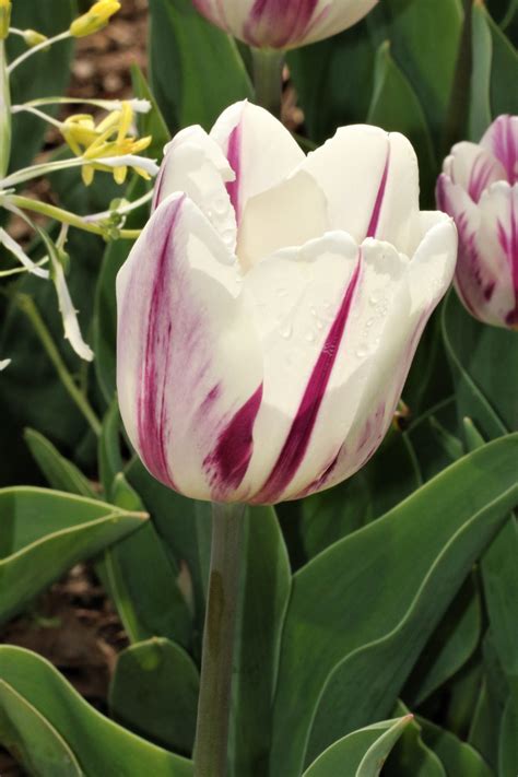 purple  white tulip close   stock photo public domain pictures