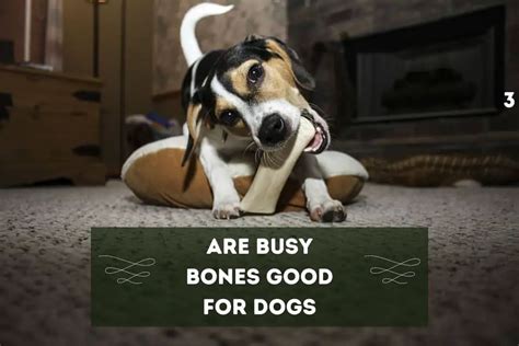 Are Busy Bones Good for Dogs: An In-Depth Look at the Benefits and ...