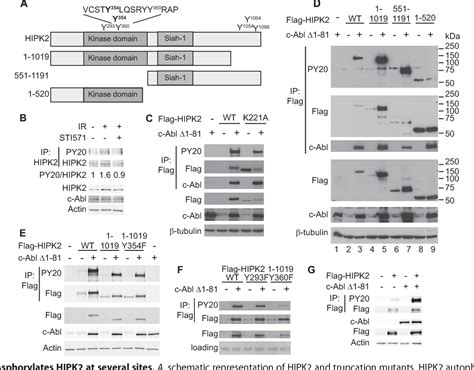 Figure From The Tyrosine Kinase C Abl Promotes Homeodomain