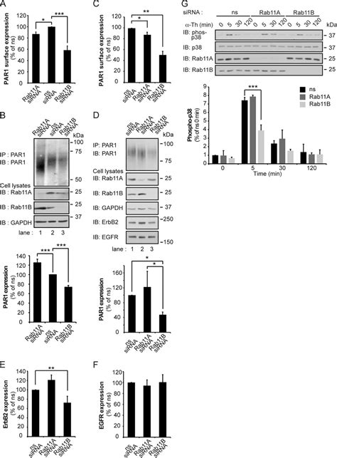 Recycling And Endosomal Sorting Of Protease Activated Receptor 1 Is