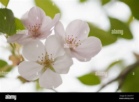 Yoshino Cherry Prunus X Yedoensis In Flower Stock Photo Alamy