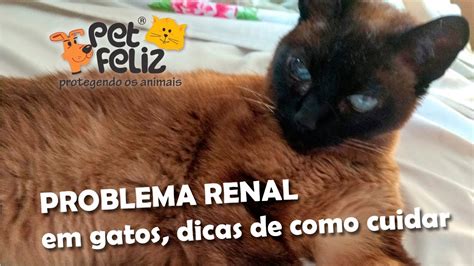 Como Identificar Gatos Problemas Renal Dicas Tratamento