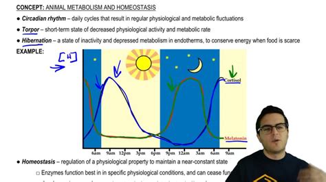 Metabolism Nutrition Part 2 Crash Course Anatomy Physiology