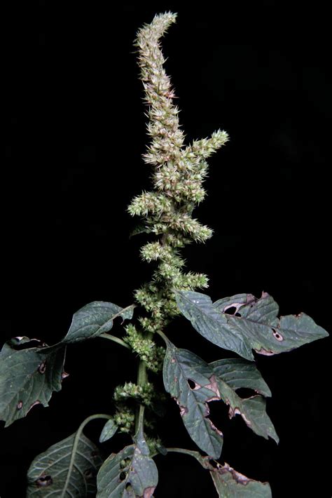 Amaranthus L Colombian Plants Made Accessible