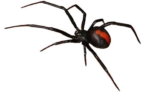 Goth: #Spider ~ Australian Spiders, Venomous Redback Spider, Poisonous ...