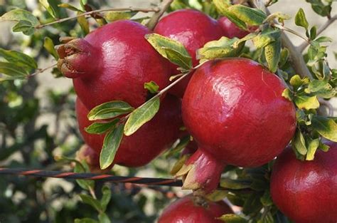 Pomegranate Season In India How To Grow Pomegranate In India