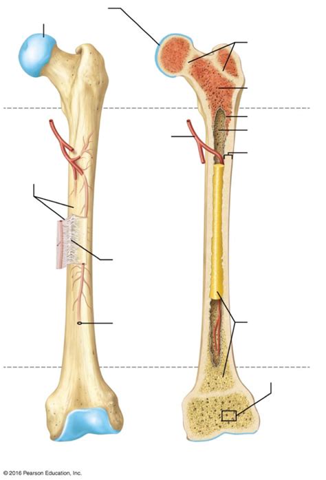 Unlabeled long bone Diagram | Quizlet