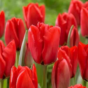 Garden State Bulb 12 Plus Cm Tulip Bulbs Darwin Hybrid Red Collection