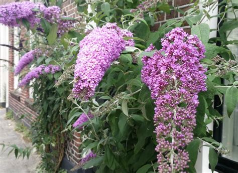 Moet Je Uitgebloeide Bloemen Uit Vlinderstruik Knippen Bloemen