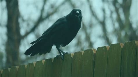 Crow Bird Distant Calls Cawing Squawking Sound Effect Youtube