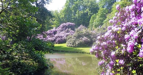 Blumen Kälte hat den Rhododendren zugesetzt