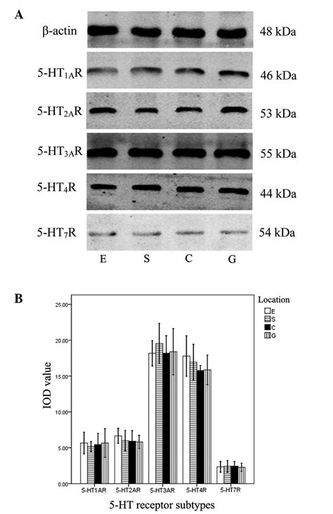 Expression Of Serotonin Receptors In Human Lower Esophageal Sphincter