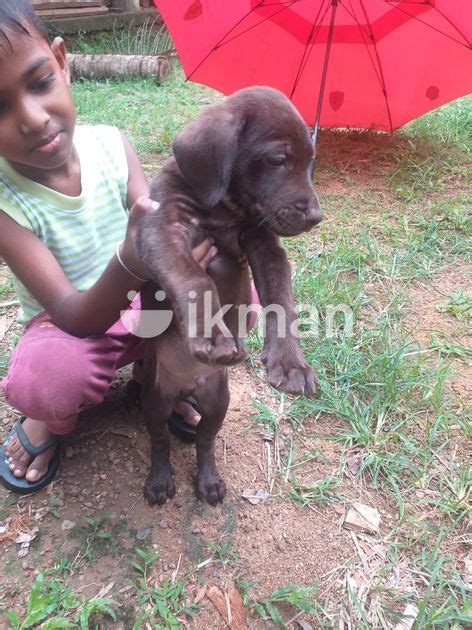 Labrador Puppy In Gampaha City Ikman