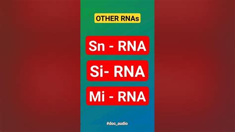 Other RNAs... #Sn RNA... #Si RNA...#Mi RNA... #DOC_AUDIO... #neetpg # ...