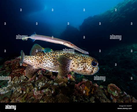 The Trumpetfish Aulostomus Maculatus Likes To Buddy Up With Larger