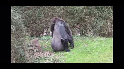 Gorillas Having Sex Youtube