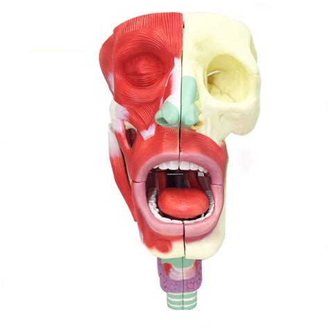 Buy XIEJI Human Nose Pharynx Larynx Cavity Anatomy Model Throat Cavity