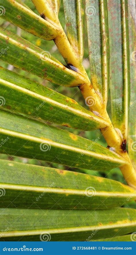 Coconut tree leaves stock image. Image of flower, nature - 272668481