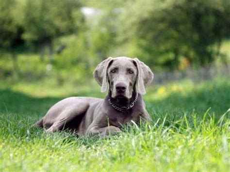 Braco De Weimar Un Asombroso Y Plateado Perro Alem N Smylepets