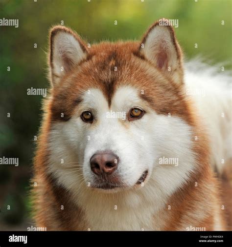 Red Malamute Hi Res Stock Photography And Images Alamy