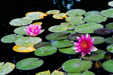 Vanduo Lotosas Vandens Augalas Vandens Lelija Gamta Nemokamos