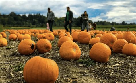 10 Pumpkin Patches That Are So Much More In The Bay Area