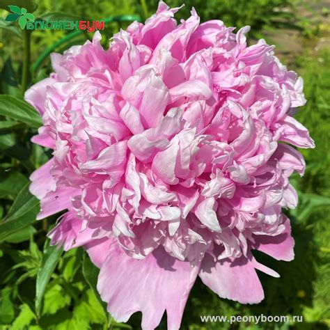 Пионы – Paeonia. Описание. Условия выращивания. Виды и сорта.